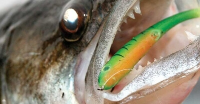 Predstavujeme smáčiky