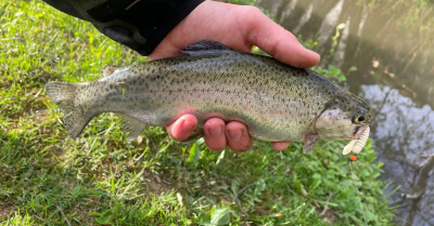 Prečo nástrahy od Harmony baits? 10