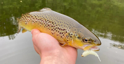 Prečo nástrahy od Harmony baits? 9