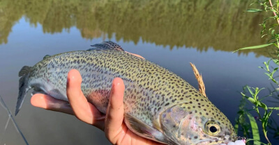 Prečo nástrahy od Harmony baits? 7