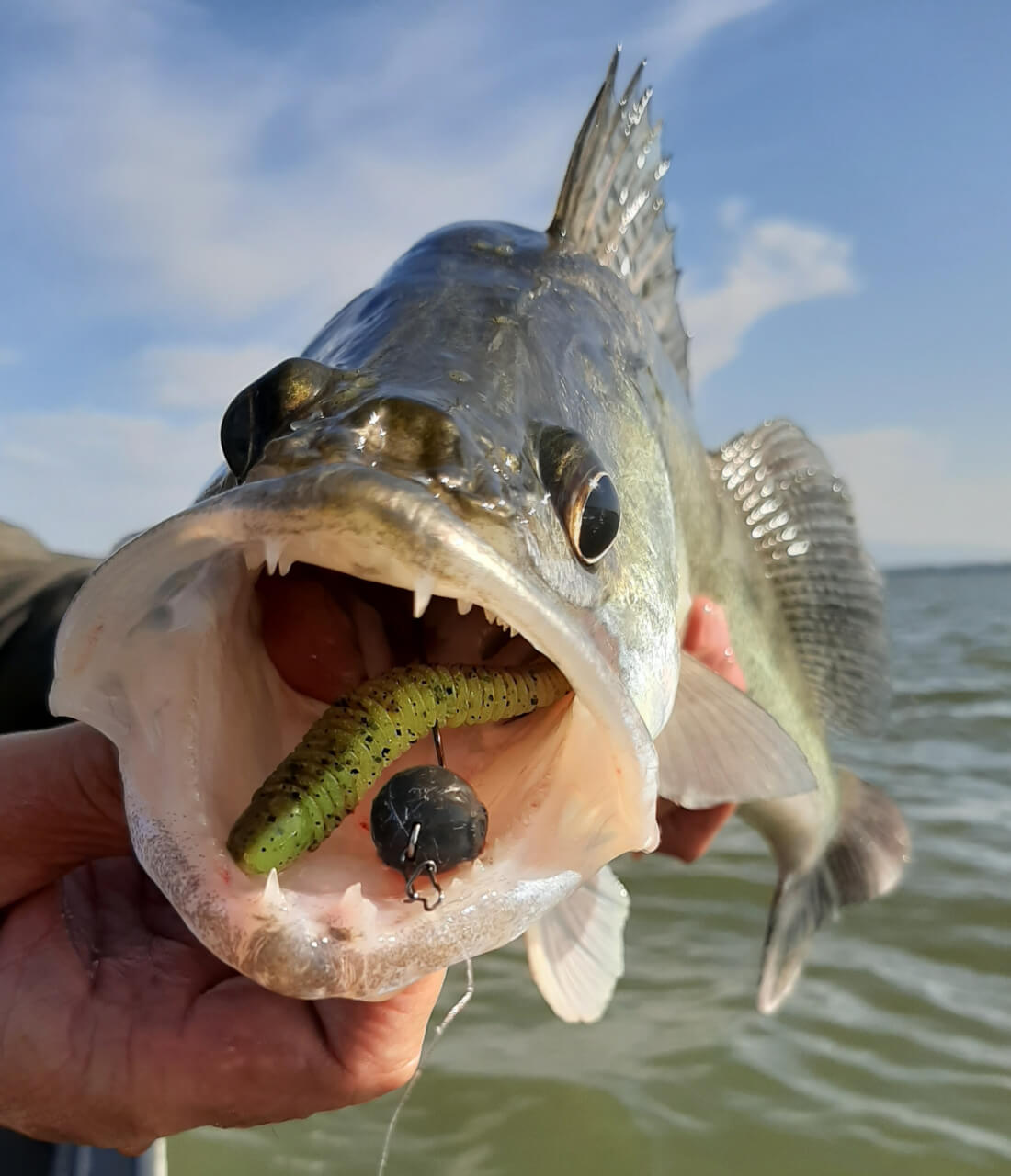 Titulná foto Ako na lov zubáča? Tipy od Patrika Kuvika