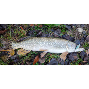 Obrázek 9 k Wobler TAPADO SZ, SFC