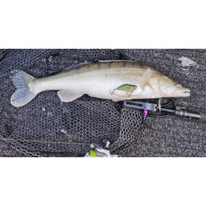 Obrázek 5 k Wobler TAPADO SZ 6cm, 13g, Rainbow TROUT