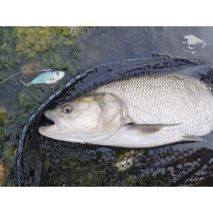 Obrázek 10 k Wobler TAPADO SZ 6cm, 13g, Rainbow TROUT