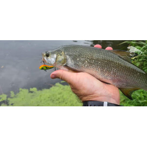 Obrázek 7 k Wobler TAPADO SZ, Chub