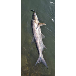 Obrázek 8 k Wobler TAPADO SZ, Chub