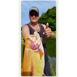 Obrázok 5 k Larva HARMONY BAITS Apod Fat, Cheese, 40 mm, 7 ks