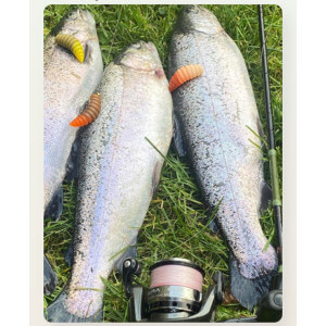 Obrázok 6 k Larva HARMONY BAITS Larva XL, Cheese, 37 mm, 7 ks