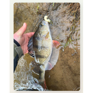 Obrázok 5 k Larva HARMONY BAITS Scarab, Cheese, 27 mm, 8 ks