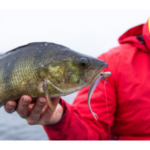 Obrázok 2 k Smáčik KUORE Feather, Blue Craw