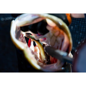 Obrázok 13 k Smáčik KUORE Phantom, Fire Tiger