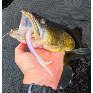 Obrázok 3 k Smáčik KUORE Phantom, Sexy Shad