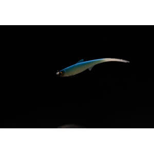 Obrázok 12 k Smáčik KUORE Phantom, Sexy Shad