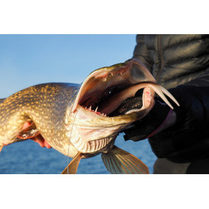 Obrázok 8 k Smáčik KUORE Phantom, Dark Perch