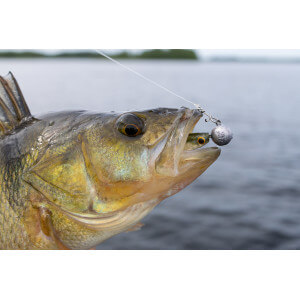 Obrázok 5 k Kopyto KUORE Recoil, Electric Shad