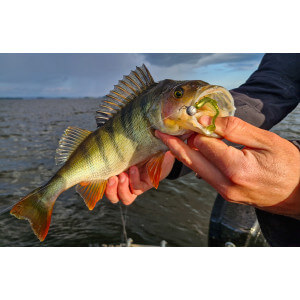 Obrázok 4 k Kopyto KUORE Recoil, Sexy Shad