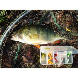 Obrázek 5 k Nástraha QUANTUM Magic Triut B Včelí larva