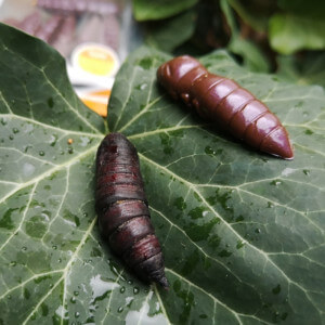 Obrázek 3 k Dipovaná umělá nástraha FishUp Pupa 3 cm, 10 ks, Hot Orange