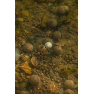 Obrázek 6 k Pelety LK BAITS Pellets Tester Series 01, Pure Signal, 4 mm, 800 g