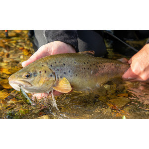 Obrázok 2 k Vobler SAVAGE GEAR 3D Sticklebait Twitch Sinking