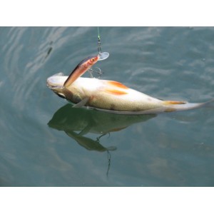 Obrázok 2 k Vobler SALMO MINNOW 9 F