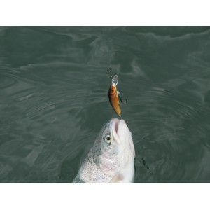 Obrázok 3 k Vobler SALMO MINNOW 9 F